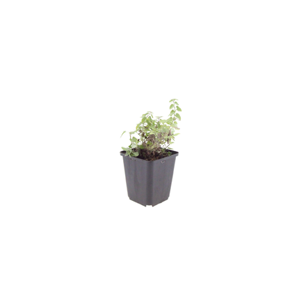 Nepeta faassenii - Kattenkruid - ↕10-25cm - Ø9cm - 48x