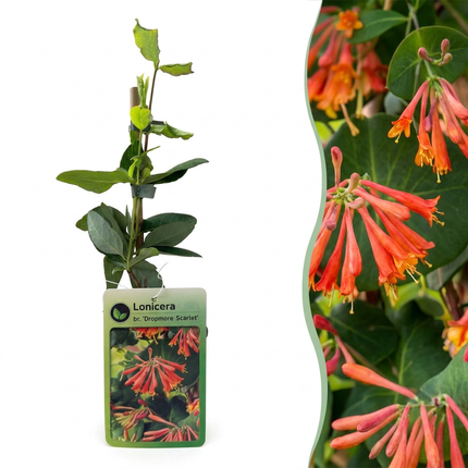 Lonicera br. 'Dropmore Scarlet' - Kamperfoelie 'Dropmore Scarlet' 4x - Rood-Geel - Klimplant - Ø9cm - ↕35cm