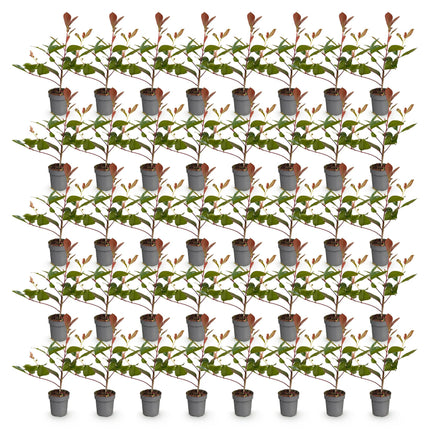 Photinia fraseri Red Robin - Glansmispel - 40x Haagplanten - Groenblijvend - Rood - Pot 9cm - Hoogte 25-35cm