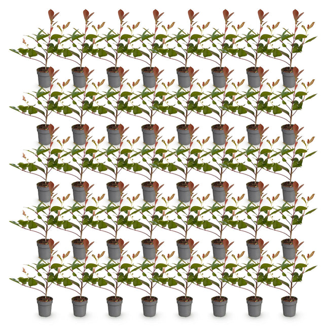 Photinia fraseri Red Robin - Glansmispel - 40x Haagplanten - Groenblijvend - Rood - Pot 9cm - Hoogte 25-35cm