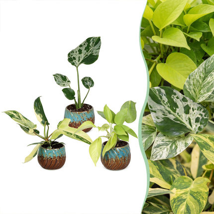 Baby Planten Tropical Mix - Diversen 3x - Tropisch - incl. Copper Reef - Ø6cm - ↕10-15cm