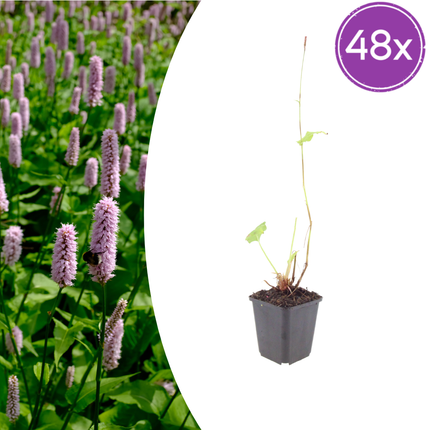 Persicaria affinis 'Superba' - Duizendknoop - ↕10-25cm - Ø9cm - 48x
