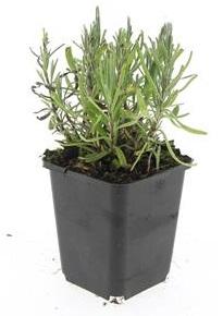 Lavandula ang. 'Munstead' - ↕10-25cm - Ø9cm - 48x