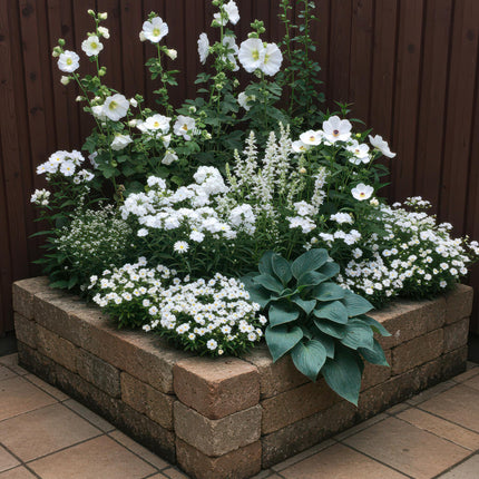 Borderpakket - Kleur Wit - 8 Vaste planten - 1 m2 - Diversen kleuren - Weinig Onderhoud - Ø11cm