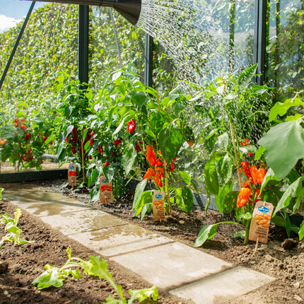 Rode plukgroente mix van 3 planten - Cherry tomaat - Rode snack paprika - Rode hete peper plant - ↕45cm - Ø14cm