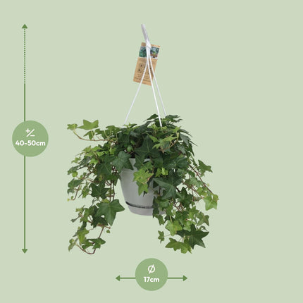 Pot suspendu Hedera Helix Green - Blanc / Basique - Ø17cm