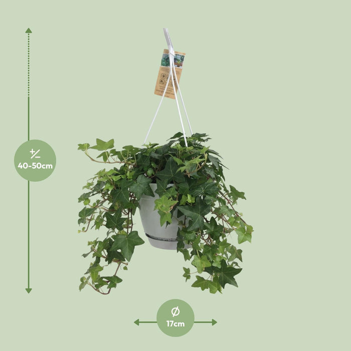 Hedera Helix Groen - Hangpot Wit / Basic - Ø17cm