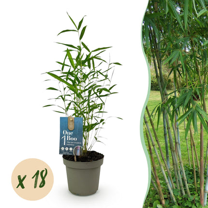 Bamboe - Fargesia Blue Dragon - Niet Woekerend - Groen - ↕35cm - Ø14cm - 18x