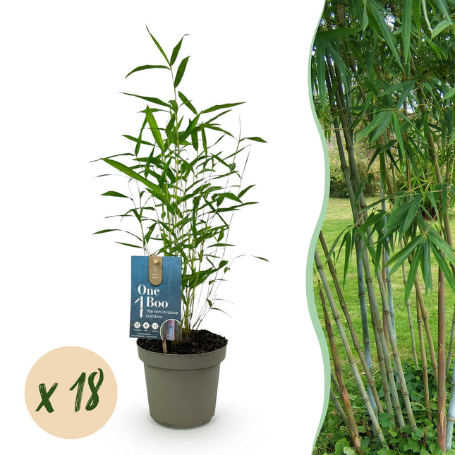 Bamboe - Fargesia Blue Dragon - Niet Woekerend - Groen - ↕35cm - Ø14cm - 18x
