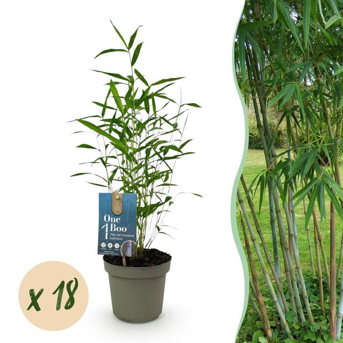 Bamboe - Fargesia Blue Dragon - Niet Woekerend - Groen - ↕35cm - Ø14cm - 18x