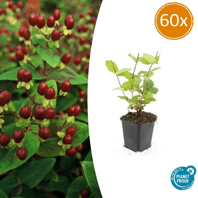 Hypericum inodorum 'Beauty' - ↕10-25cm - Ø9cm - 60x