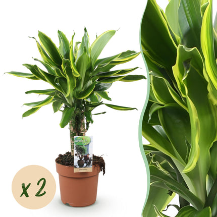 Dracaena fragrans Golden Coast - Arbre Sang-Dragon - Pot 17 cm - Hauteur 50-55 cm - Lot de 2