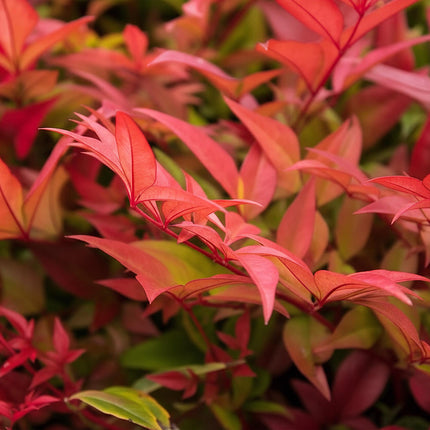 Nandina Gulfstream - Oranje - 2 Planten - Groenblijvend - Weinig Onderhoud - Pot 17cm Hoogte 45cm