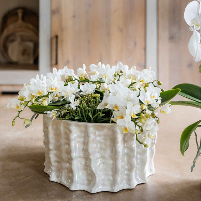 Kolibri Orchids | White Jungle Bouquet Botanic Nazare i Oyster-skål