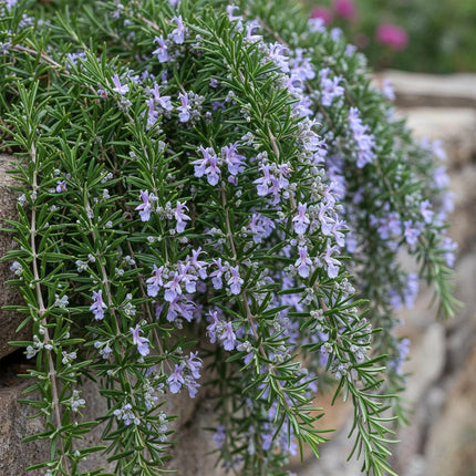 Rosmarinus officinalis Prostratus – Terrassenpflanze – immergrün – winterhart – violette Blume – Topf 19 cm, Höhe 90 cm