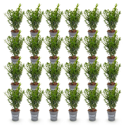 Buxus sempervirens - Palmboompje - 24x Haagplanten - Groenblijvend - Groen - Pot 9cm - Hoogte 20-25cm