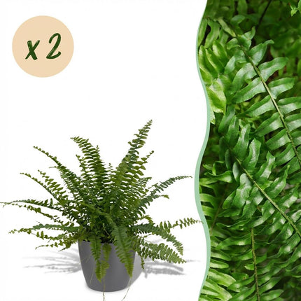 Nephrolepsis exaltata Green Lady - Fern - with grey plant pots - ↕25cm - Ø12cm - 2x