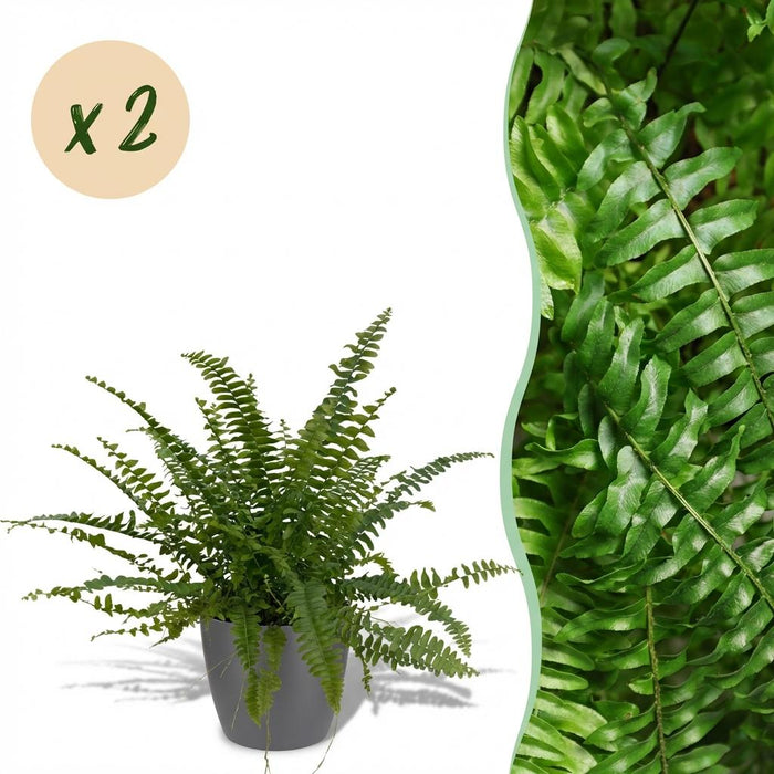 Nephrolepsis exaltata Green Lady - Varen - met grijze plantenpotten - ↕25cm - Ø12cm - 2x