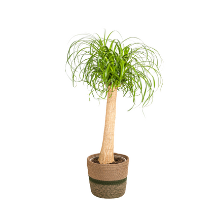 Beaucarnea Recurvata Stem with basket - Elephant's Foot Plant - ↕80-100cm - Ø24cm