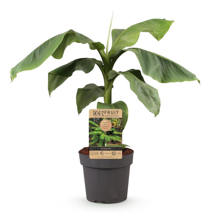 Fruitplant - Japanse vezelbanaan - Musa Basjoo - Winterhard - Pot 21cm Hoogte 90cm