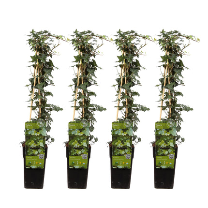 Hedera Helix - Ivy - ↕65cm - Ø15cm - 4x