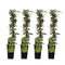 Inheemse Klimplanten