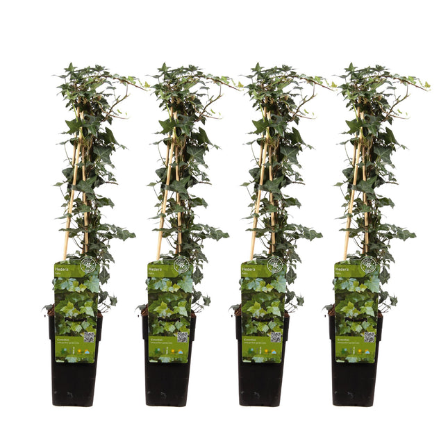 Hedera Helix - Klimop - ↕65cm - Ø15cm - 4x