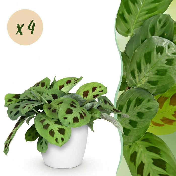 Maranta Fascinator Kerchoveana - Zebraplant - met witte plantenpotten - ↕25cm - Ø12cm - 4x