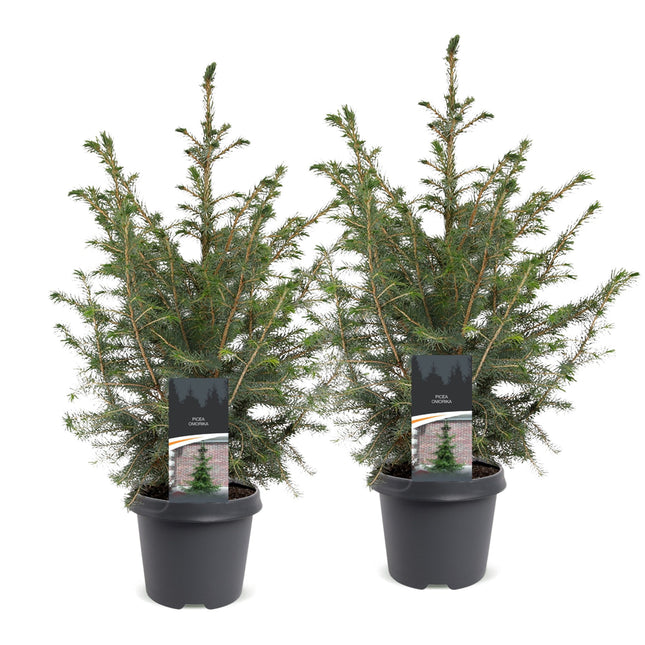 2x Picea omorika - Servische spar - Groen - Kerstboom - Ø23cm - ↕70cm