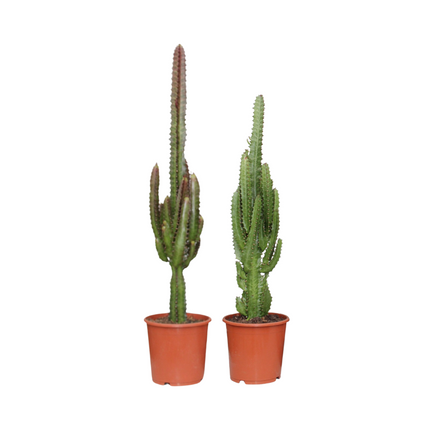 Euforbia Verde/Rosso - ↕75cm - Ø17cm - 2x