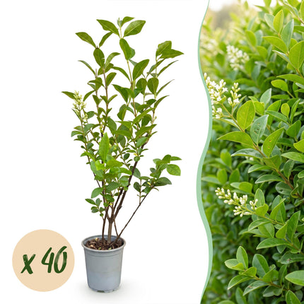 Ligustrum ovalifolium - Gewone Liguster - 40x Haagplanten - Groenblijvend - Groen - Pot 9cm - Hoogte 35-45cm
