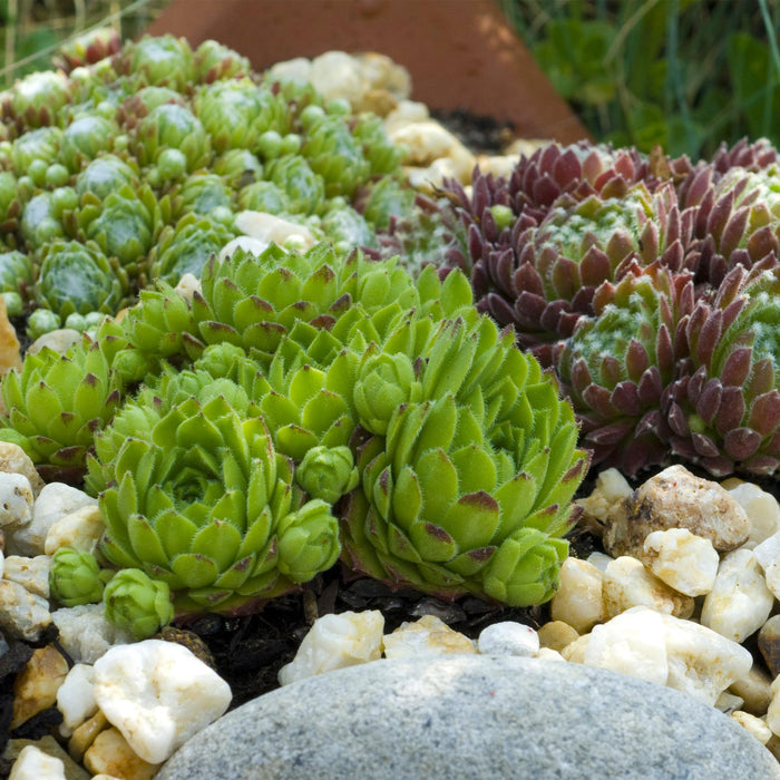 Bodembedekker - Winterhard -Sempervivum Big Sam - 4 Planten - Diversen kleuren - Weinig Onderhoud - Pot 14 Hoogte 17