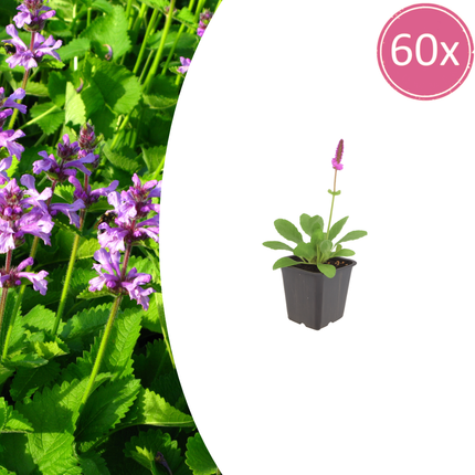 Stachys monieri 'Hummelo' - Betonie - ↕10-25cm - Ø9cm - 60x