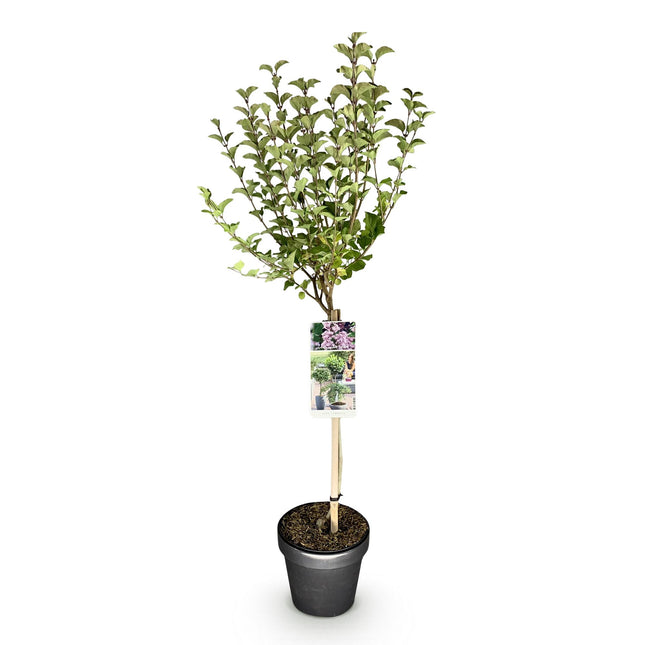 Syringa meyeri Palibin – Terrassenpflanze – Laubabwerfend – Winterhart – Lila Blüte – Topf: 19 cm, Höhe: 90 cm