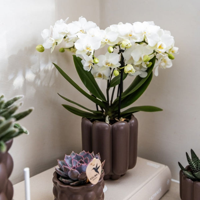 Kolibri Orchids | Combi Deal - 2 Witte Phalaenopsis Orchideeën Blossom Zurich - Ø9 cm