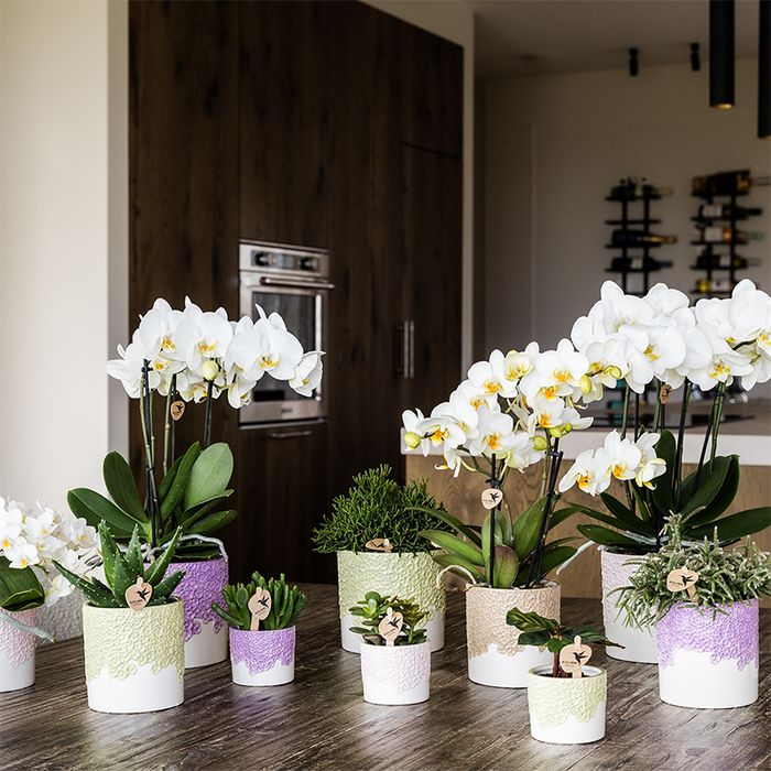 Kolibri Home | Bloom sierpot - Sand - Ø12cm