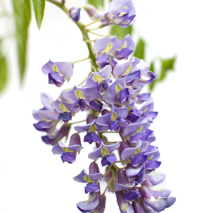 Wisteria sinensis 'Prolific' - Blauwe regen - ↕65cm - Ø15cm - 2x