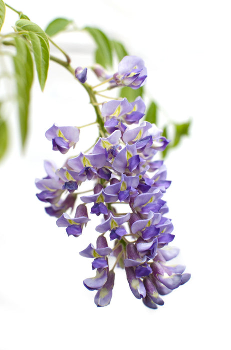 Wisteria sinensis 'Prolific' - ↕65cm - Ø15cm - 2x