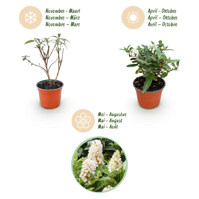 Buddleja davidii Butterfly Candy Little White - Vlinderstruik - Compact - Wit - ↕20-25cm - Ø12cm - 3x
