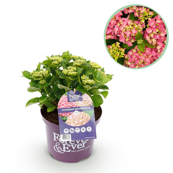 Terrasplant - Hortensia - Hydrangea Forever & Ever - Roze - 7-12 Bloemen - Pot 23cm Hoogte 55cm