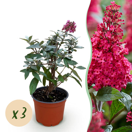 Buddleja davidii Butterfly Candy Little Ruby - Sommerfuglebusk - Kompakt - Rød - ↕20-25cm - Ø12cm - 3x
