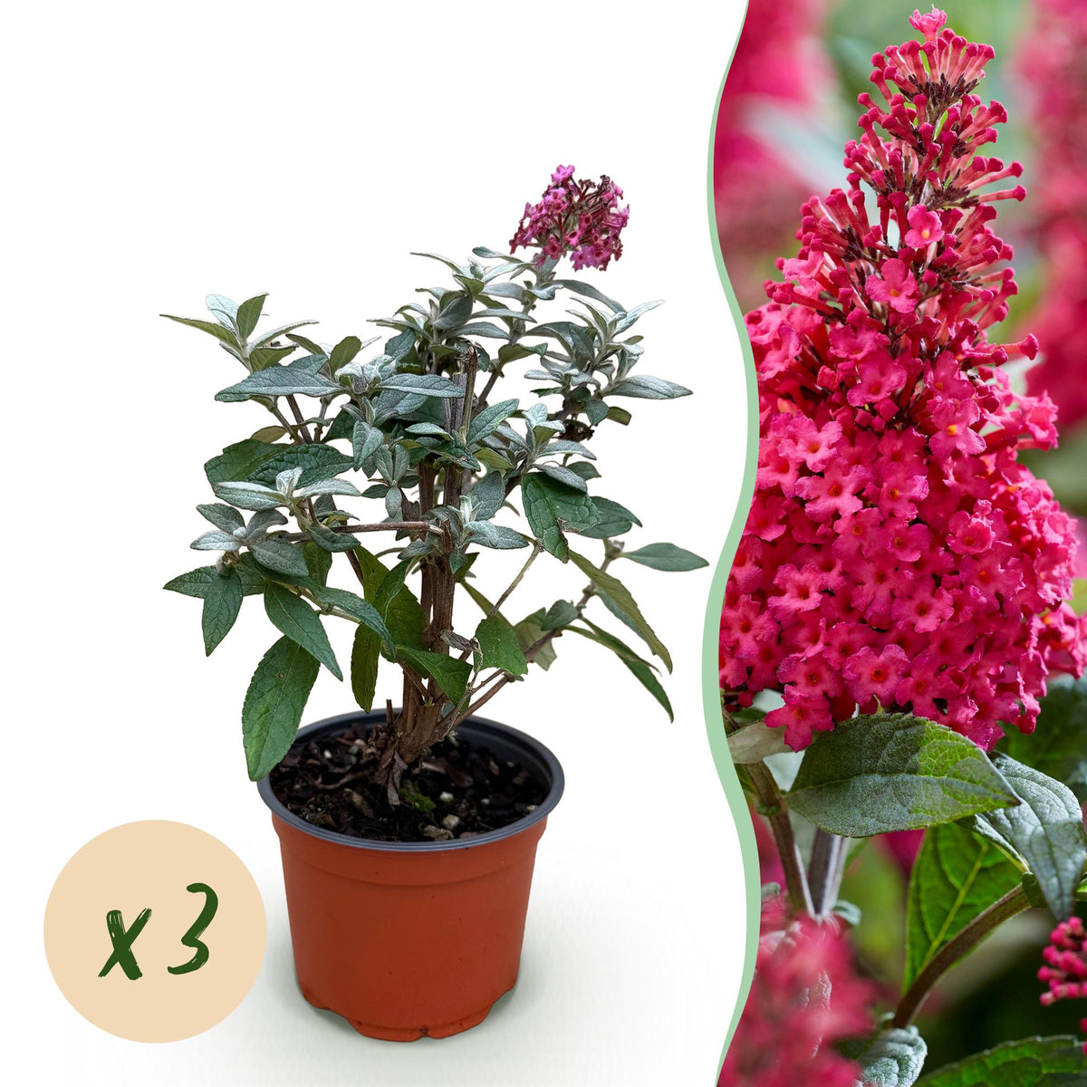 Buddleja davidii Butterfly Candy Little Ruby - Vlinderstruik - Compact ...
