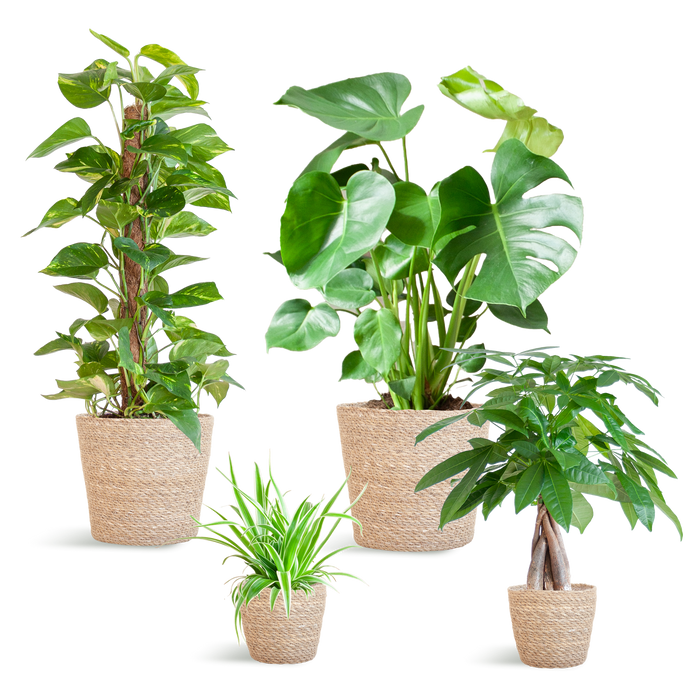 Makkelijke Plantenbox - medium - met mand Sofia