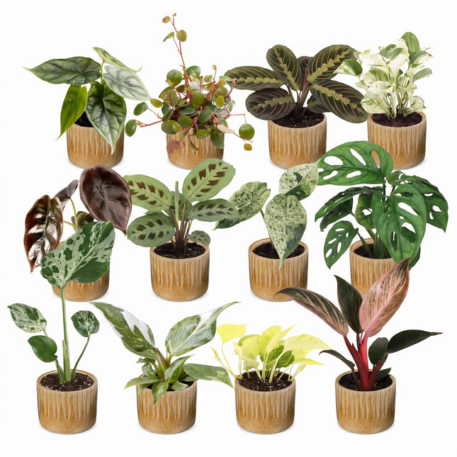 Baby Plants Surprise Box 12x - Verrassingsbox kleine planten - Diversen - Tropisch - incl. Linnea Honey - Ø6cm - ↕5-15cm