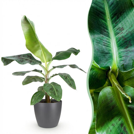 Musa acuminata Dwarf Cavendish - Banana plant - with grey plant pot - ↕70-75cm - Ø21cm