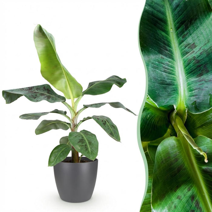 Musa acuminata Dwarf Cavendisch - Bananenplant - met grijze plantenpot - ↕70-75cm - Ø21cm