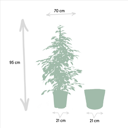 Ficus Benjamina Goldenking in Mand Selin - ↕95cm - Ø21cm