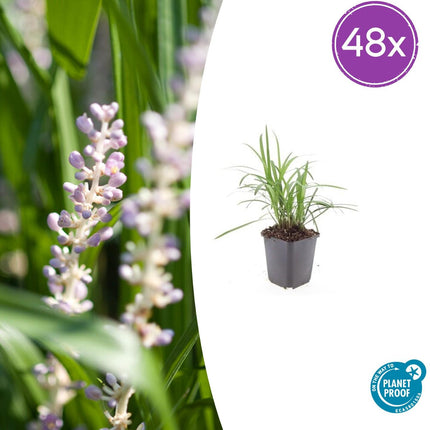 Liriope muscari 'Monroe White' - ↕10-25cm - Ø9cm - 48x