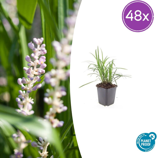 Liriope muscari 'Monroe White' - ↕10-25cm - Ø9cm - 48x