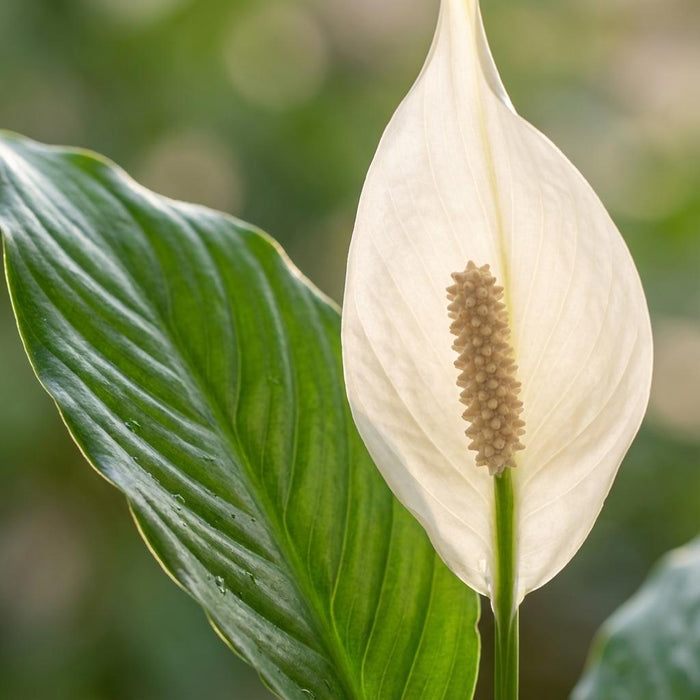 Spathiphyllum - Lepelplant - ↕70-80cm - Ø19cm